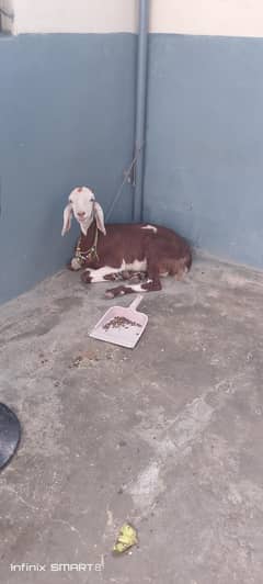4 dant bakri khubsurti may hai cross may hai nasal