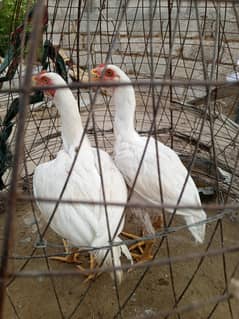 white aseel