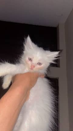Persian