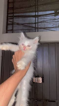 Persian