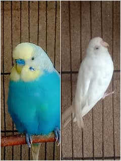 Confirm breeder pair