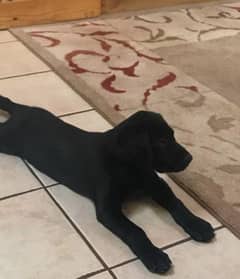 Labrador