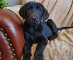 Labrador