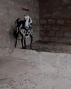 pure beetal bakri 2 month gaban