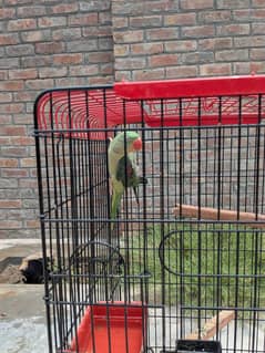 Raw Parrot, Talking, Fully active pice, breader