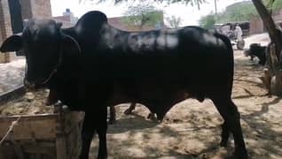 4 dant reri ka hali