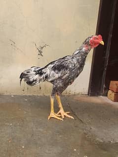pure shamo black urgent sale