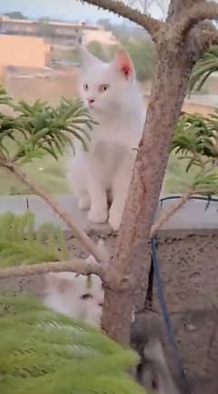 Rassain home breed