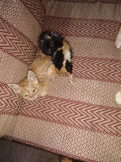 1 month kitten free ma 4 kitten ha location malir karachi
