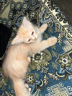 "Purr-fect Companion Looking for Forever Home!"