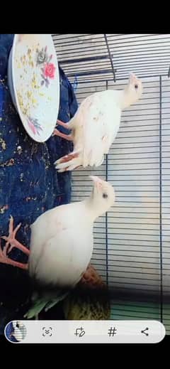 white teeter female