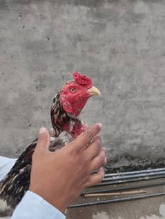 aseel pair end  aseel murgi for sale   hera pair for sale