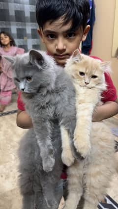 Persian cats For sale (pair)