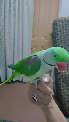 Raw male parrot