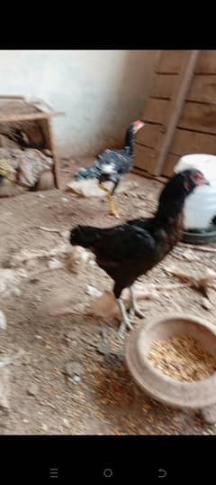 aseel