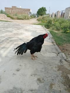 Aseel Hens For Sale