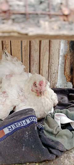 3 morghiah for sale 1 aseel hai 2 Desi krock Hoti hai teeno