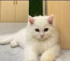 CONTACT US : 03366664860  Male both available