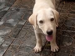 Labrador for sale