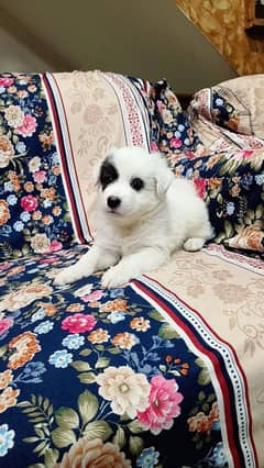 urgent sale very best dog phone number 03199652289