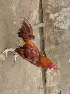 High quality Aseel lasani forsale