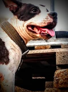 pitbull