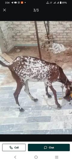 Bakri