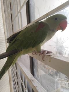 Male parrot age 6 months