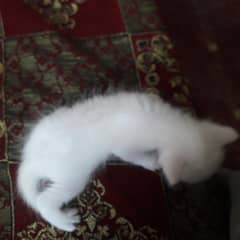 Adorable Kitten for Sale!