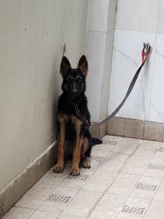 german shepherd