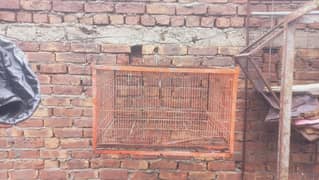 special raw parrot cages