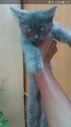 persian cats for sale