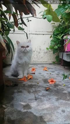 persian