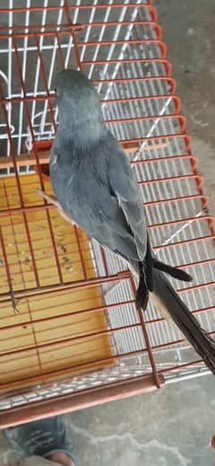 Blue turquoise CT Clear Tail Ringneck  / mutation Ringneck