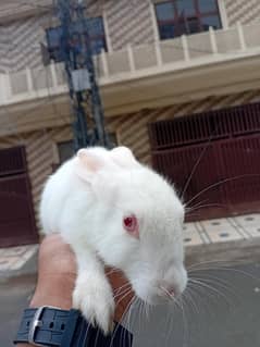 rabbit for sale