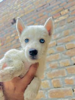 Husky