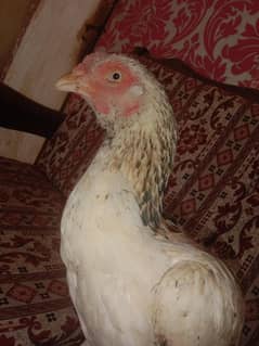 best aseel shindhi murqi