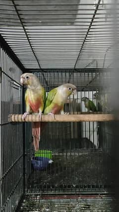 Birds 03217242445 call