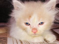 Persian