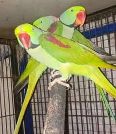 kashmiri parrots for sale