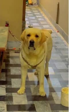 Labrador