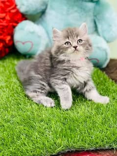 persian