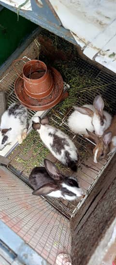 Rabbits Female 5