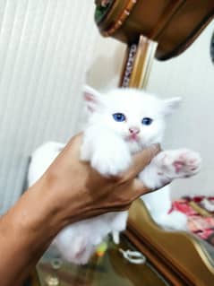 Blue eyes semi punch kitten