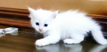 Blue eyes semi punch kitten