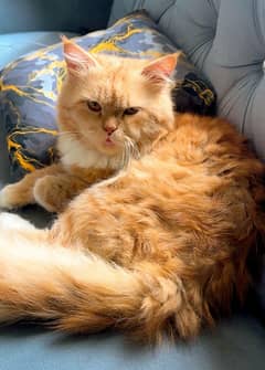 THE PERSIAN 3 COTTED MALE CAT AGE 2 YEARS . FULL FRIENDLY