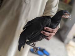 aseel desi murga female
