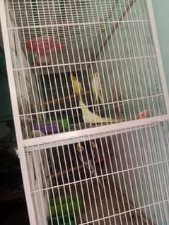 parrot