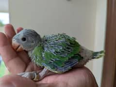 Ringneck chicks 2 pice age 21 days