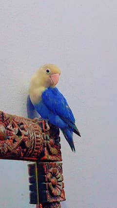 Blue Lovebird